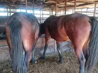 مادیان, Kazakh horse — عکس 2