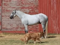 Cal, Tennessee Walking Horse — foto 2