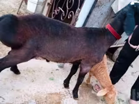 قوچ, Hissar sheep — عکس 2