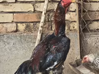 ไก่ชาโม — รูปภาพ 3