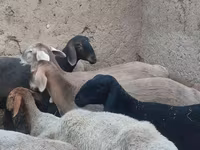 암양, Arashan sheep — 사진 3