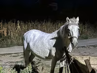 Kısrak, Atlar — foto 2