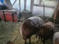 قوچ, Arashan sheep — عکس 6