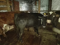 숫양, Tian-Shan semifinewool sheep — 사진 2