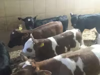 โคเนื้อ (เป็นล็อต, ไม่ระบุเพศ), Simmental cattle — รูปภาพ 1