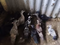 Ducks — عکس 6