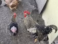 Chickens — फ़ोटो 1