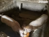 பெண் பன்றி, பன்றிகள் — புகைப்படம் 2