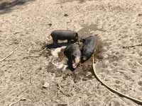 Babi hutan, Вьетнамская вислобрюхая — foto 2