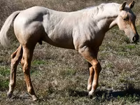 Адуу, Quarter Horse — 1 зураг