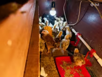 Chickens — fotografija 8