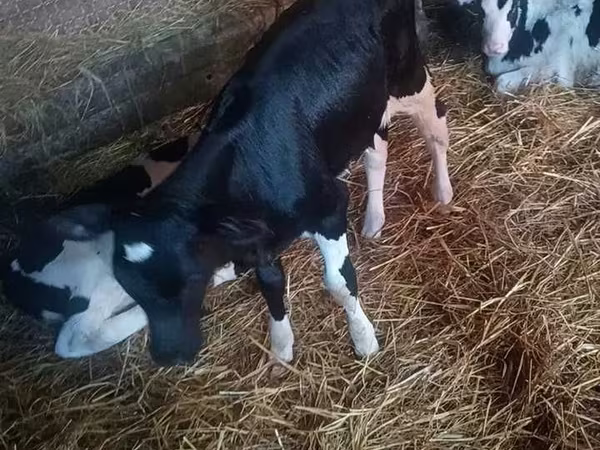 گاو ماده, Russian Black pied cattle