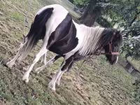 ፈረሶች (ቡድን፣ ጾታ አልተጠቀሰም), Horses — ፎቶ 2