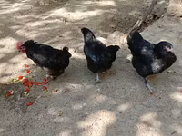 Chickens — รูปภาพ 5
