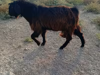 Արու այծ, Nubian Goat — լուսանկար 2