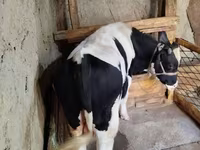 Tyre, Russian Black pied cattle — foto 3