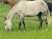 Kobila, Arabian horse — fotografija 3