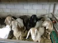 แกะตัวผู้, Rhon sheep — รูปภาพ 2