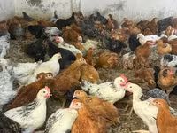 Chickens — foto 2
