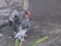 Chickens — الصورة 7
