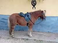 اسب نر, Shetland Pony — عکس 7