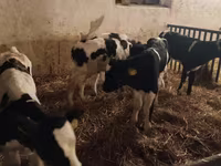 Bull, Russian Black pied cattle — photo 2