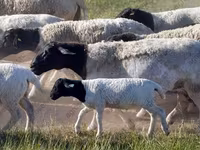 แกะตัวผู้, Dorper sheep — รูปภาพ 5