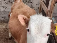 گاو نر, Simmental cattle — عکس 2