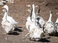 Geese — फ़ोटो 4