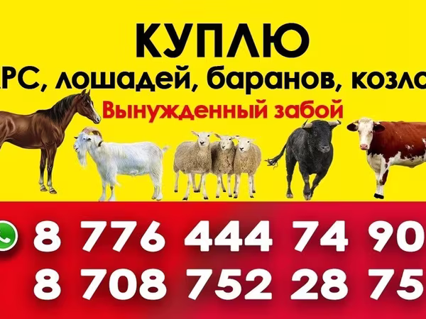 Kuda betina, Horse breed