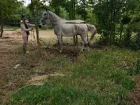 ცხენი, Lipizzaner — ფოტო 2