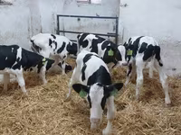 گاو نر, Russian Black pied cattle — عکس 3