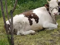 Kuh, Simmental cattle — Foto 4