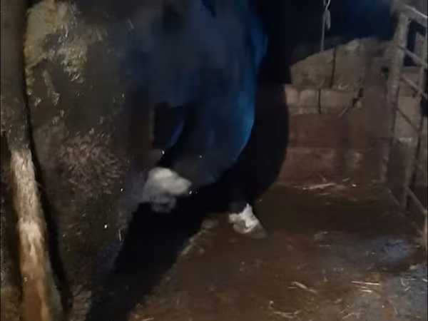 Bull, Cattle — Moldova