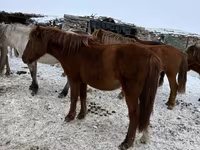 ม้าตัวเมีย, Horse breed — รูปภาพ 4