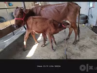 Mucca, Bovini — foto 4