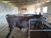 วัวตัวผู้, Swiss cattle — รูปภาพ 2