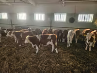 Býk, Simmental cattle — foto 1