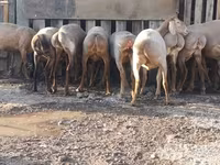 암양, Arashan sheep — 사진 3