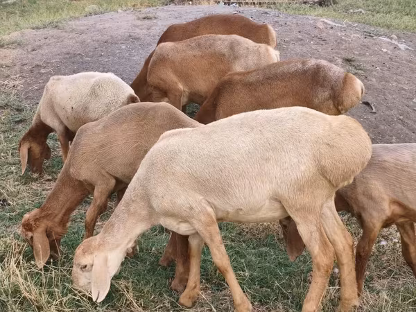 Sheep, Arashan sheep