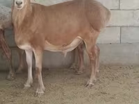 Cal, Kyrgyz Horse — foto 1