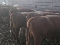 Bou, Vaca kazahă cu cap alb — foto 2