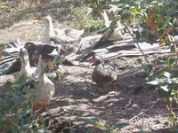 Geese — foto 5