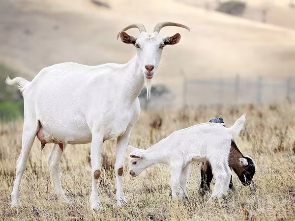 Kambing betina, Goats