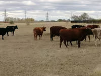 Krava, Swiss cattle — foto 2