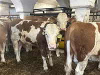 Бұқа, Simmental cattle — 7-сурет