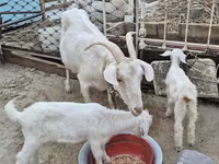 ፍየል, Saanen goat — ፎቶ 1