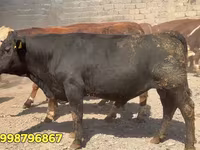 Lembu jantan, Red Belarusian cow — foto 2