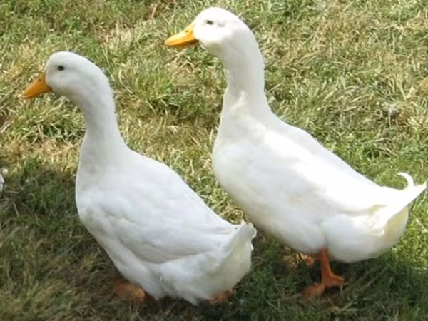 German Pekin — Azerbaijan