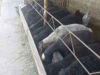 Domba jantan, Sheep — foto 4